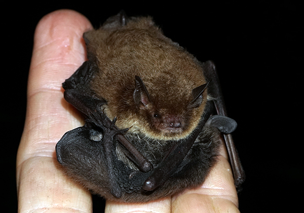 Wasserfledermaus (Myotis daubentonii)
